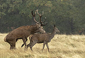 Red deer (Cervus elaphus) stag matting with female in the rain, England
