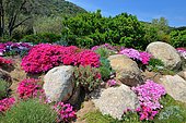 Iceplant (Lampranthus sp) in bloom, Botanical Park of Saleccia, Balagne, Northern Corsica