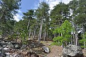 Laricion Pine (Pinus nigra var. maritima) forest, Gorges de l'Asco, Regional Natural Park of Corsica.