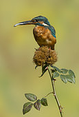 Kingfisher (Alcedo atthis) Female kingfisher perched on dog rose with a fish in her bill, England, Autumn