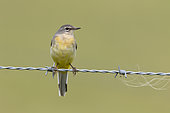 Grey wagtail (Motacilla cinerea) perched on a barbed wire, England