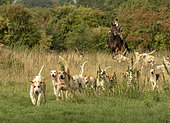 Fox hunting in Buckinghamshire, England