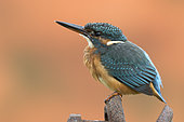 Kingfisher (Alcedo atthis) Fenmale kingfisher perched on a piece of steel, England, autumn
