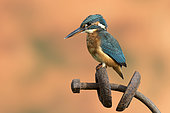 Kingfisher (Alcedo atthis) Female kingfisher perched on a piece of steel, England, autumn