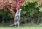 Red fox (Vulpes vulpes) feeding on Guelder rose (Viburnum opulus), England