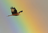Red kite (Milvus milvus) in flight with a rainbow in the background, Wales