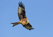 Red kite (Milvus milvus) feeding on the wing, Wales