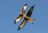 Red kite (Milvus milvus) in flight, Wales