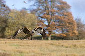 Red kite (Milvus milvus) in flight, Wales