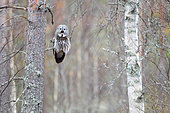 Great Gray Owl (Strix nebulosa) on a pine branch rejecting a ball of rejection, Finland