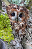 Tawny Owl (Strix aluco) emerging from the head of an old apple tree, Normandy, France