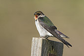 Violet-green Swallow (Tachycineta thalassina), British Columbia, Canada