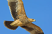 Eastern Imperial Eagle (Aquila heliaca), Oman