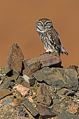 Little Owl (Athene noctua), Morocco