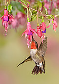 Ruby-throated Hummingbird (Archilochus colubris), Texas, USA