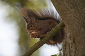 Red squirrel (Sciurus vulgaris) eating a walnut, Lorraine, France