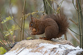Red squirrel (Sciurus vulgaris) eating a walnut, Lorraine, France