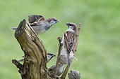 House Sparrow (Passer domesticus), altercation at the feeder in winter, Lorraine, France