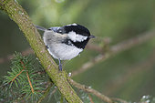 Coal Tit (Periparus ater) on a branch, Valais, Switzerland