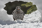 Cassenoix moucheté (Nucifraga caryocatactes) dans la neige avec une noisette dans le bec, Valais, Suisse