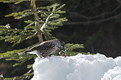 Spotted Nutcracker (Nucifraga caryocatactes) trying to pick up a walnut in the snow, Valais, Switzerland