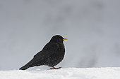 Alpine Chough (Pyrrhocorax graculus) in the snow, Alps, Switzerland