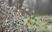 House Sparrow (Passer domesticus) group on a holly in winter, Lorraine, France