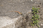 Common wall lizard (Podarcis muralis), two male fighting, Lorraine, France
