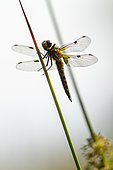 Four-spotted skimmer (Libellula quadrimaculata) on a stem, Erstein, Alsace, France