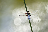 Eurasian red dragonfly (Sympetrum depressiusculum) on a stem, Erstein, Alsace, France