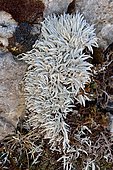 Lichen (Thamnolia vermicularis), Pyrenees, Aragon, Spain