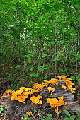 False Chanterelle (Hygrophoropsis aurantiaca), Pyrenees, France
