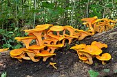 False Chanterelle (Hygrophoropsis aurantiaca), Pyrenees, France