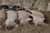 Pigs taking a nap inside the Harpea cave, Basque Country, Pyrenees, France