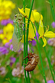 Common Cicada (Lyristes plebejus) on Broom in summer, Orb Valley, Hérault, France