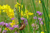 Common Cicada (Lyristes plebejus) on Broom in summer, Orb Valley, Hérault, France