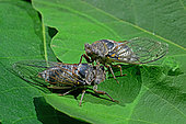 Common Cicada (Lyristes plebejus) on fig leaf in summer, Orb Valley, Hérault, France