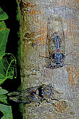Common Cicada (Lyristes plebejus) on branch in summer, Regional Natural Park of Haut Languedoc, France