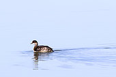 Black-necked Grebe (Podiceps nigricollis) on the surface of a pond in winter plum Salins des Pesquiers, Hyères, Var, France