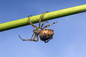Cross orbweaver (Araneus diadematus) moving on an agapanthus stem to weave its web in the fall, Country Garden, Lorraine, France