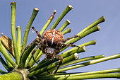Cross orbweaver (Araneus diadematus) moving on an agapanthus stem to weave its web in the fall, Country Garden, Lorraine, France