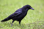 Carrion Crow (Corvus corone) in the grass in search of food in winter, Country Garden, Lorraine, France