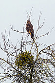 Western Buzzard (Buteo buteo) Adult on a fruit tree in winter, Country Garden, Lorraine, France