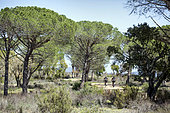 Landscape of the plains of the Maures in spring, with path and mountain bikers, Surroundings of Mayons, Var, France