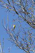European Serin (Serinus serinus) Male perched in a tree in spring, Pinède du Bastidon, Surroundings of La Londe-les-Maures, Var, France
