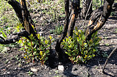 Strawberry tree (Arbutus unedo) regrowth the year after the fire, In a forest burned in the spring, Hills around Hyères, Var, France