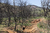 Burnt Forest Landscape Regrowing Spring, Hillsides of Hyères, Var, France