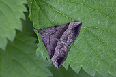 Noctuid moth may be (Hypena proboscidalis) to be confirmed, Moth on a leaf in the forest in spring, Surroundings of Cransac, Aveyron, France