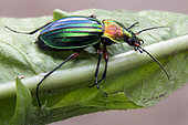 Ground beetle (Chrysocarabus auronitens) on a leaf at the edge of forest in the spring, Vicinity of Cransac, Aveyron, France