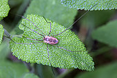 Opilione (Opiliones) Species to be determined, on a leaf in spring, Clairière de forêt around Cransac, Aveyron, France